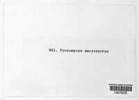 Protomyces macrosporus image